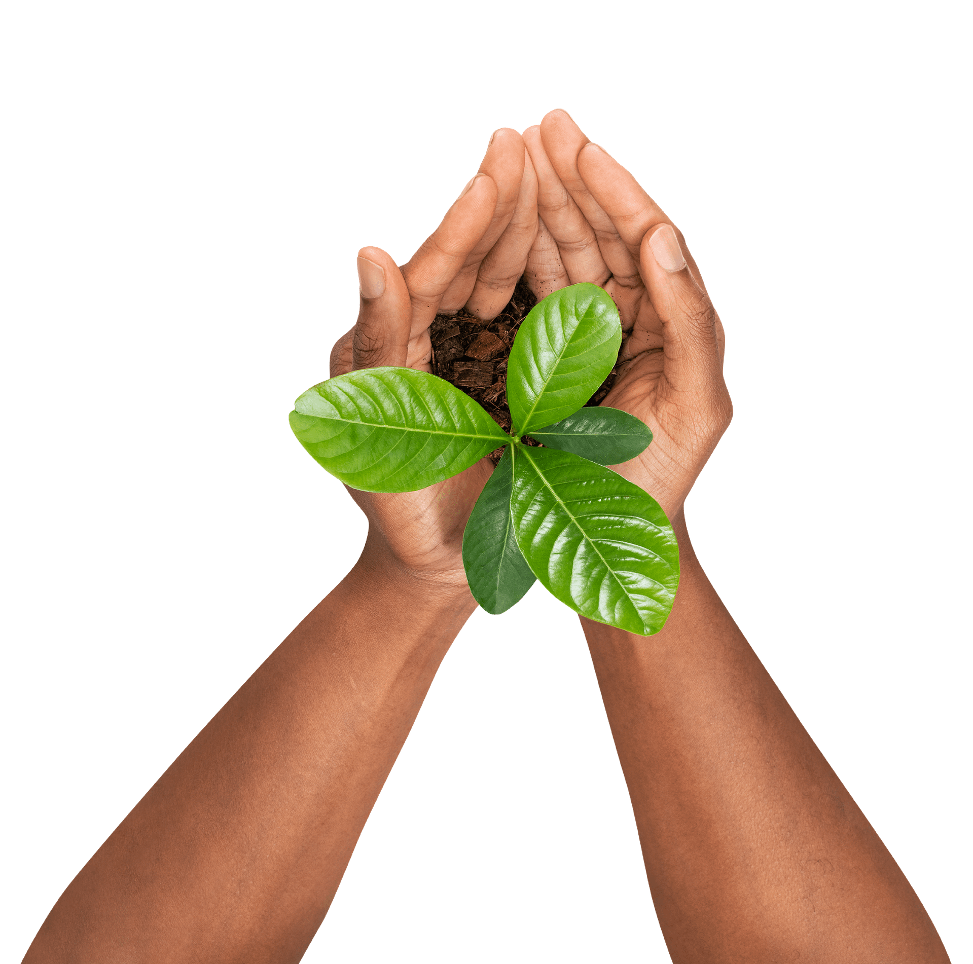 sustainability planet image of a lady's hand holding a green plant